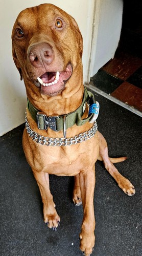 Fotos del artículo de un comprador verificado