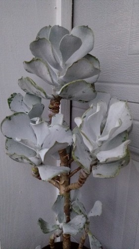 Cotyledon Orbiculata, Pig's Ears, silver wave, one (1) succulent cutting