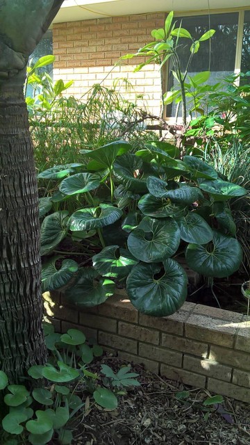 Plant Tractor seat plant, pot / pond or garden plants 