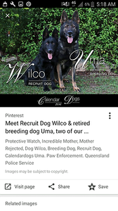 Sydney Region, NSW | Dogs & Puppies | Gumtree Australia ...