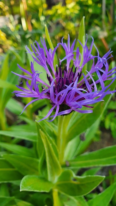 Berg-Flockenblume Staude Blumen Samen