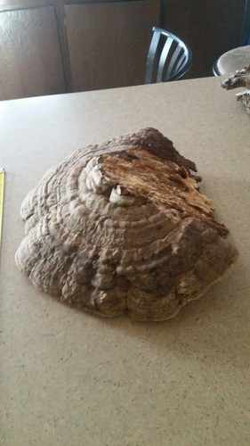 Large 16