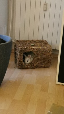Artikelfoto(s) von einem verifizierten Käufer