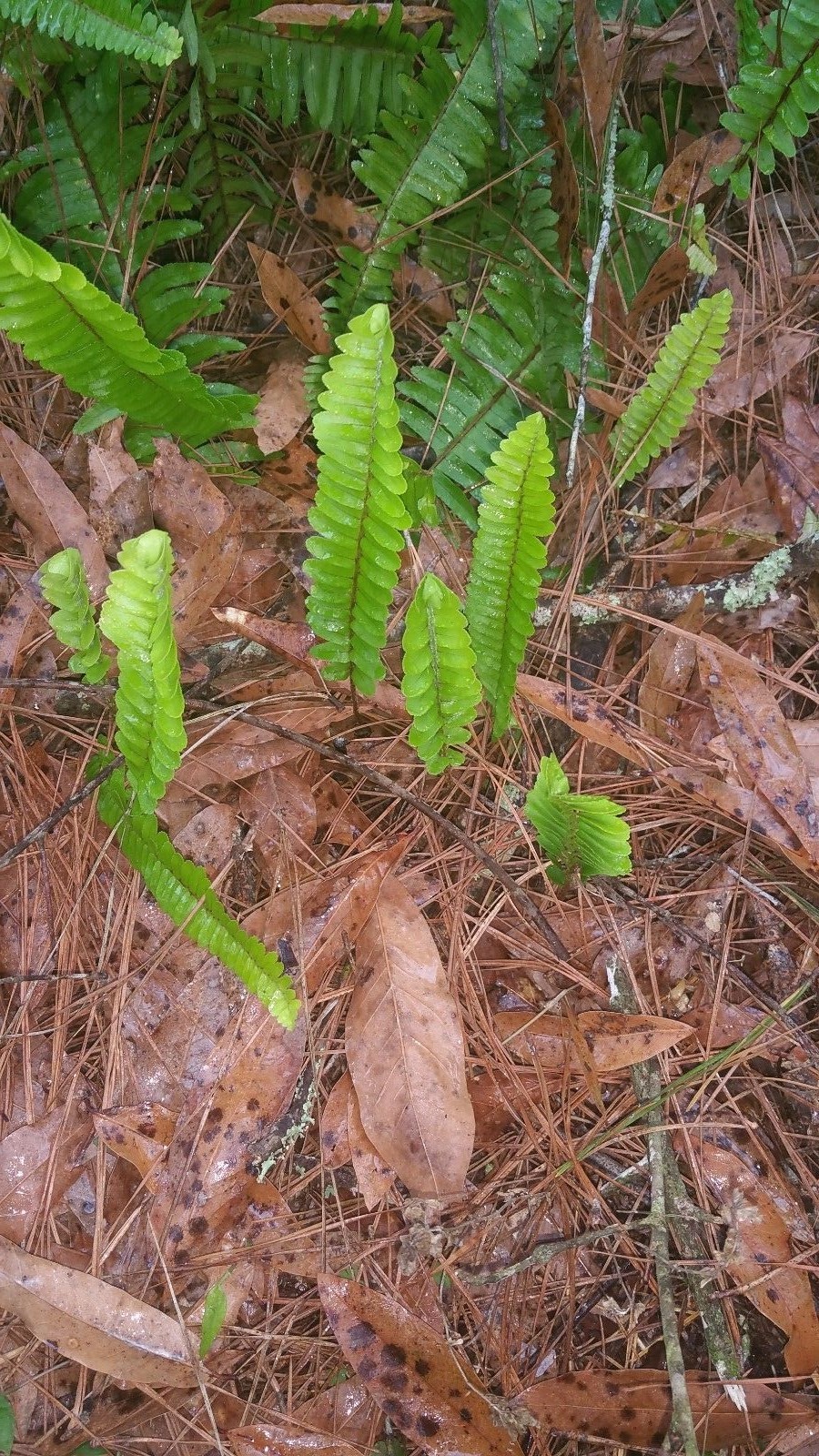 15 Boston fern fronds fresh from my garden, rooted