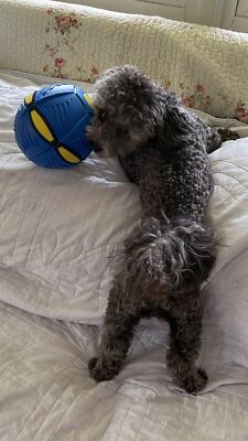 Artikelfoto(s) von einem verifizierten Käufer