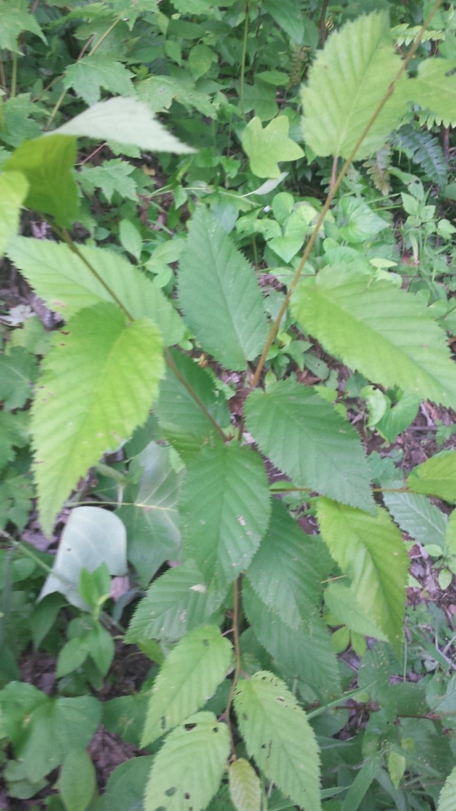 Cherry Birch(Betula lenta)~1 Bare root tree~12-24
