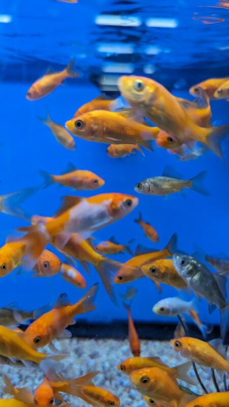 5 Live Fish Goldfish Freeder Common Gold Fish FREE  Shipping