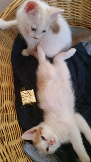 New South Wales | Cats & Kittens | Gumtree Australia Free Local Classifieds