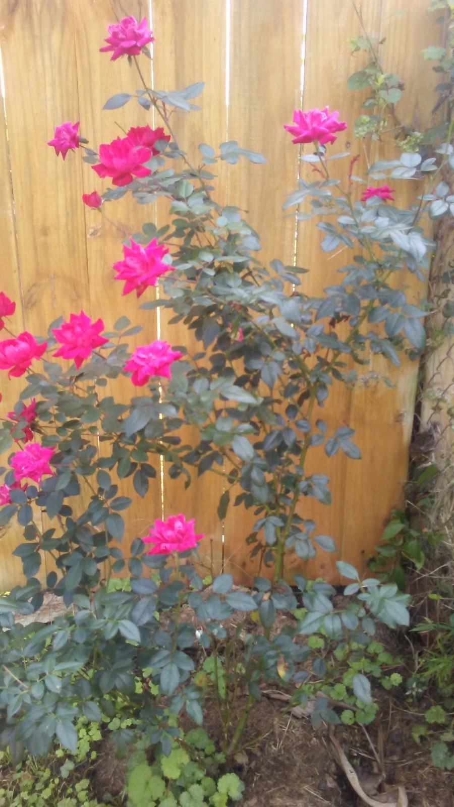 Knock Out Red Rose Bush - Everblooming and Disease Resistant - comes in 4