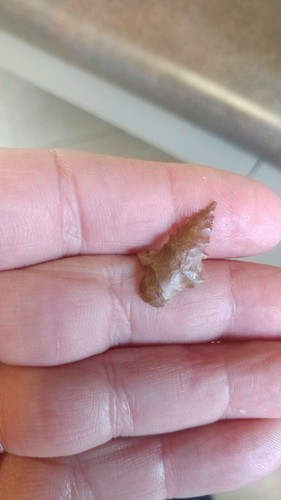 7 Projectiles True Arrowheads Cass County East Texas #3