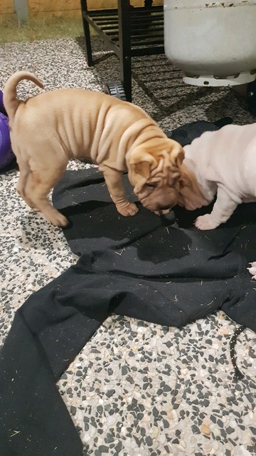 2x Shar Pei Puppies Dogs Puppies Gumtree Australia Logan