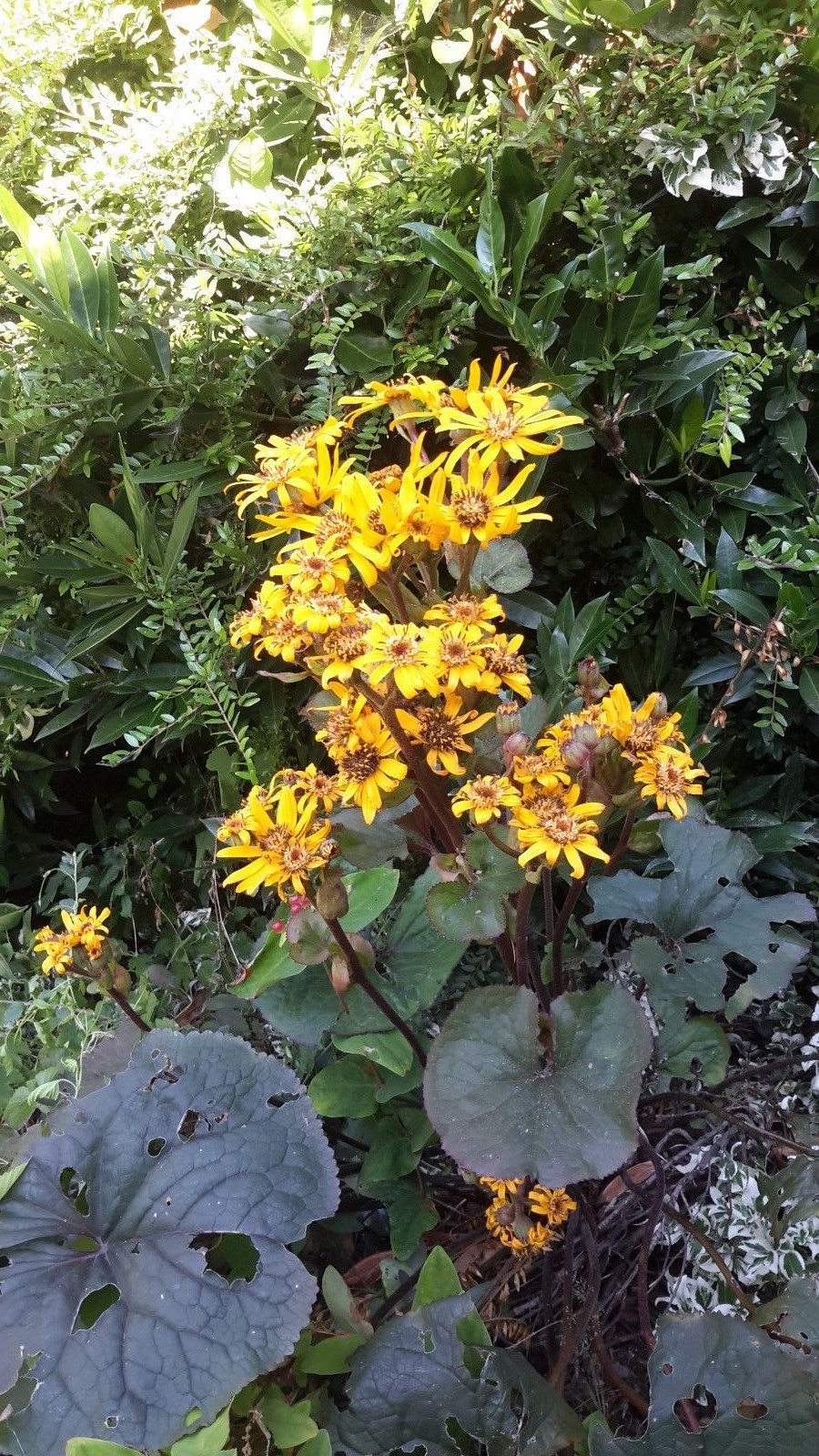 Ligularia dentata �Desdemona� Leopard Plant Hardy