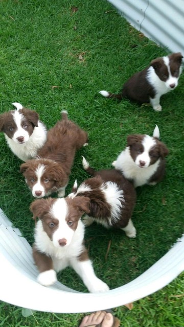 Beautiful Long Haired Chocolate Border Collie