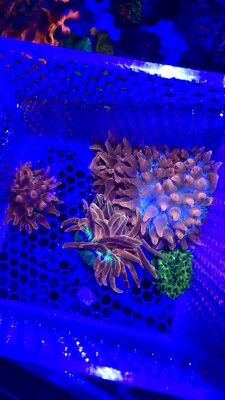 Rainbow Bubble Tip Anemone 3 