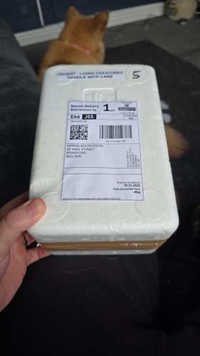 Item photo(s) from verified buyer