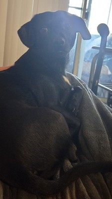 Fotos del artículo de un comprador verificado