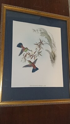 John Gould framed lithograph ''Erythronota Antiqua'' hummingbird series 
