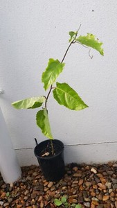 panama passionfruit gold caloundra west