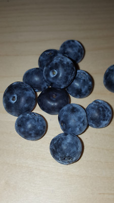 ARANDANO AZUL vaccinium FRUTA del BOSQUE  semillas -  seeds 
