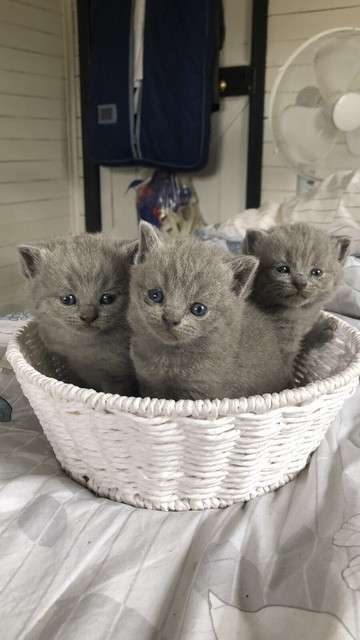 Blue British Shorthair Pedigree Kittens Cats Kittens Gumtree