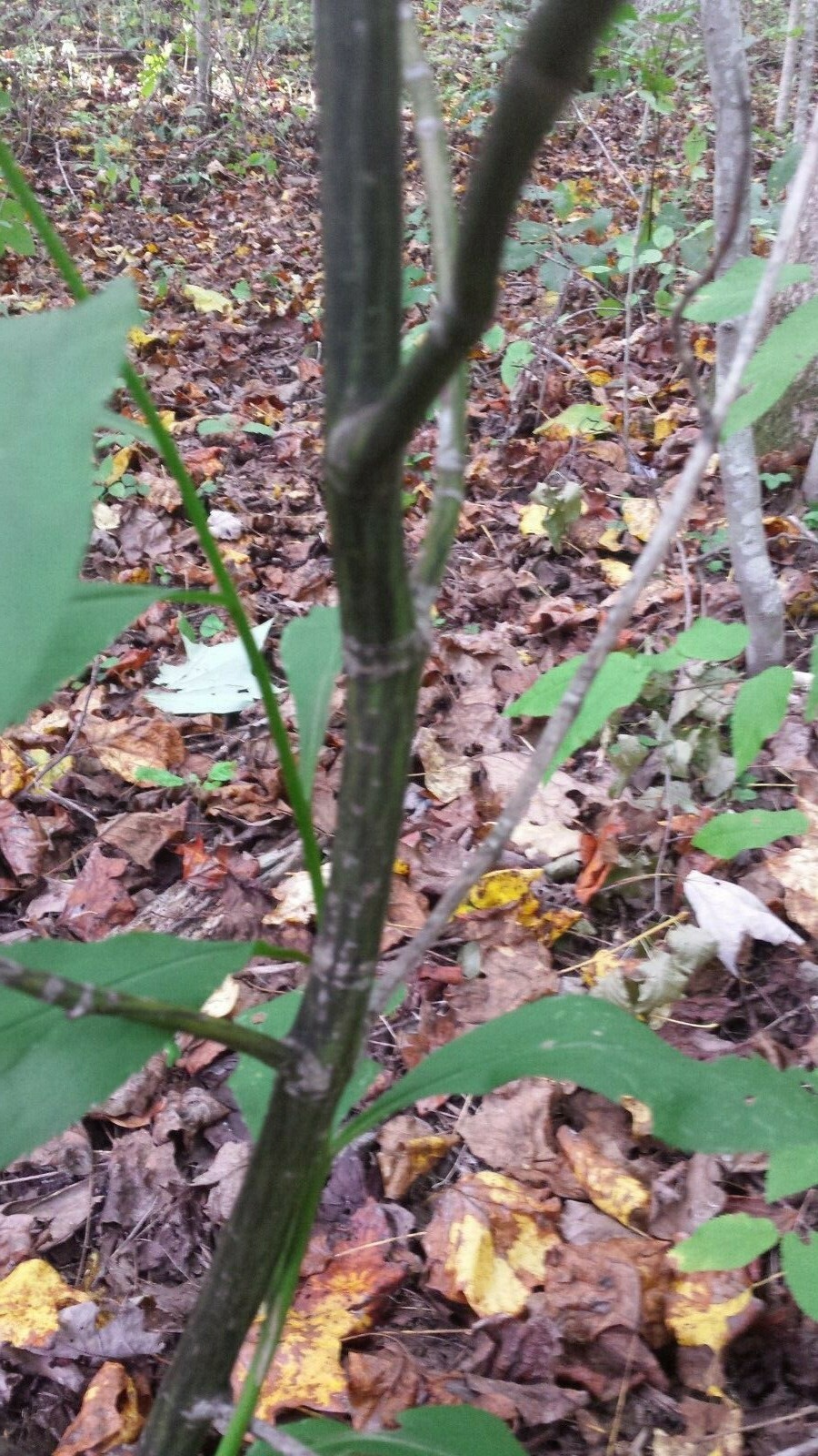 Striped Maple (Acer pensylvanicum)~1 Bare root tree~12-24