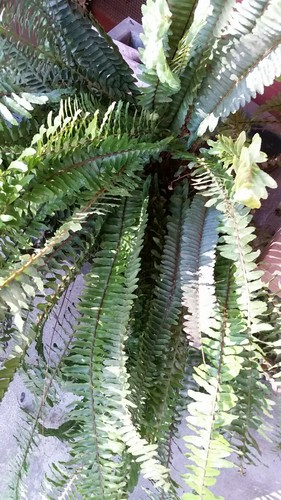 ferns plants real, 7 pcs,( pots and soil not included)