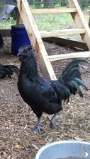 10+Chicken Hutching Eggs Barnyard Mix Possible Silkie,Ayam Cemani or