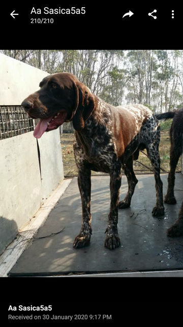 German Shorthaired Pointer Dogs Puppies Gumtree Australia