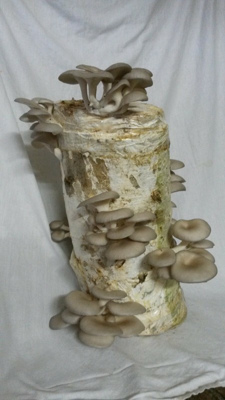 ImpfdüBel Austernpilz 50 StüCk, Frisch+Keimfreudig, Pilzzucht, Pilzbrut, Myzel