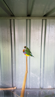 gouldian finches for sale | Birds | Gumtree Australia Free Local