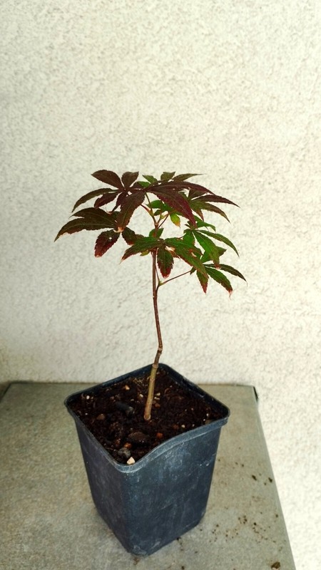Erable Du Japon - Acer Palmatum Semis Plante Godet Pour BonsaÃ¯ 
