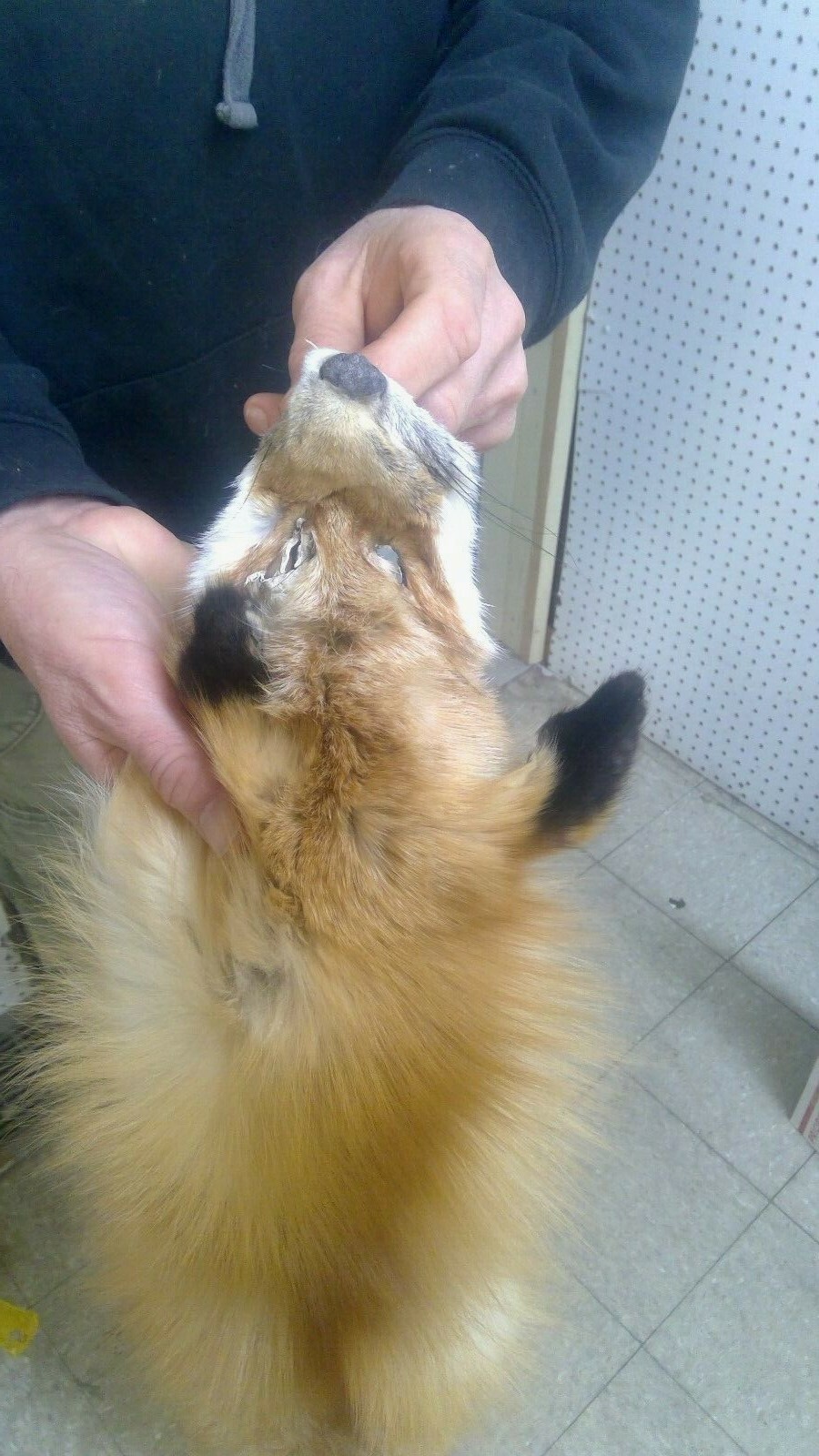 XL Heavy Furred Tanned Red Fox, Fully Prime small amount of matting HVmatted