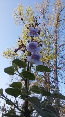 *SALE* 10 MEDIUM SIZE PAULOWNIA ROYAL EMPRESS ROOT CLUMP  -PURPLE FLOWERS