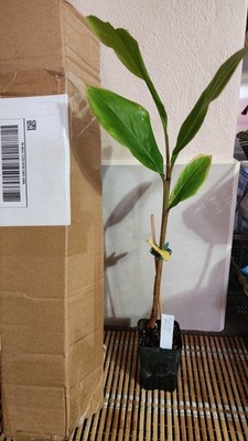 Foto dell'oggetto di un acquirente verificato