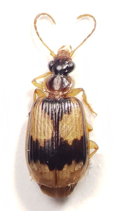 Ground Beetle: Lebia fuscata (Carabidae) USA Coleoptera
