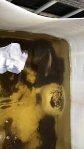 Free jade perch | Fish | Gumtree Australia Brisbane North ...