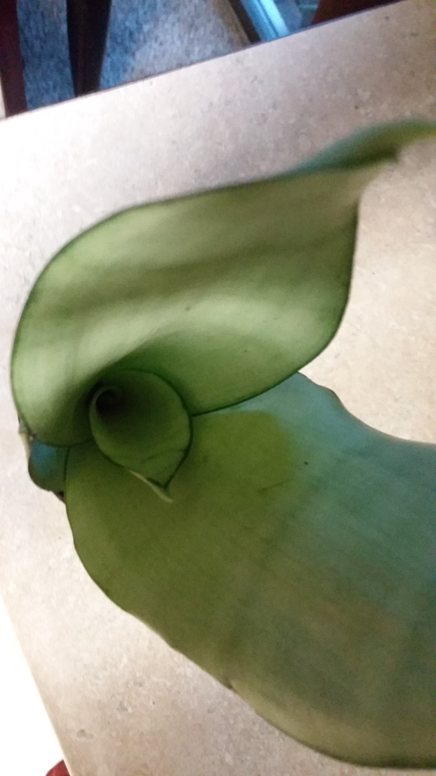 **RARE, Gorgeous & HEALTHY Moonshine 