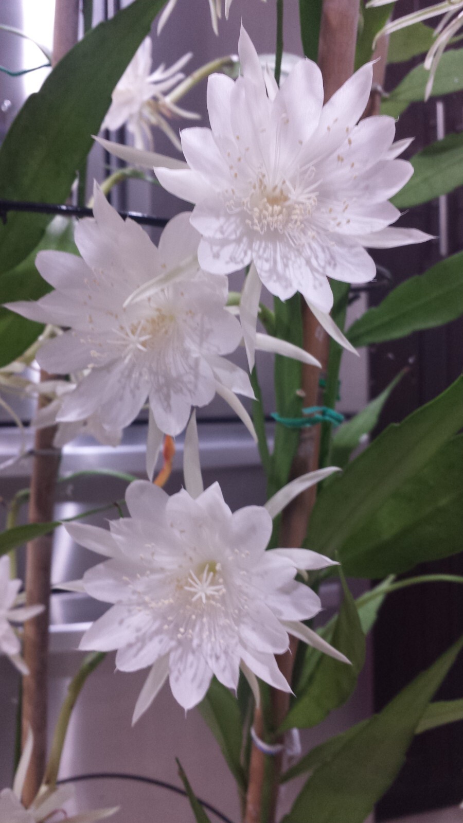 Cereus Epiphyllum Orchid Cactus (Queen Of The Night) GIANT 8" Fragrant Blooms
