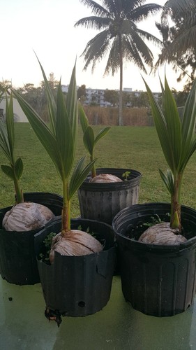 1 Coconut palm tree  Malayan green Dwarf Variety