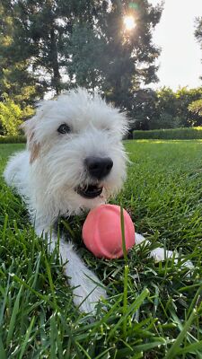 Fotos del artículo de un comprador verificado