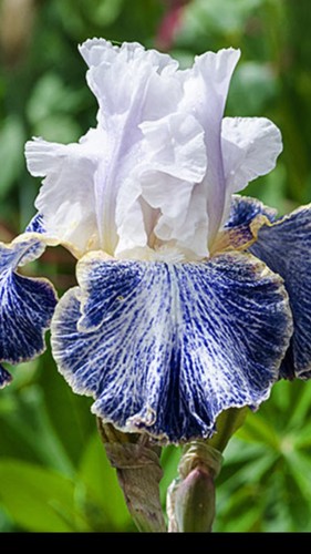 Tall Bearded Iris.  One Rhizome (40)total u  will get 4 of each kind u see here