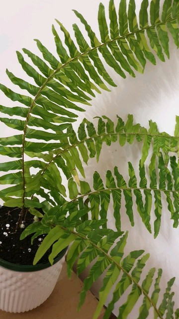 RARE Variegated Nephrolepis exaltata Boston Fern Tiger ...