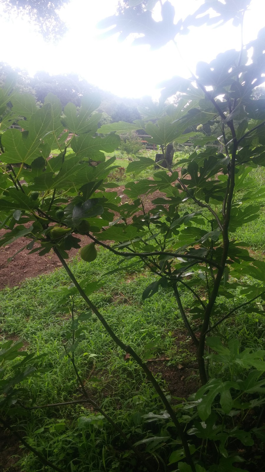 blanche ,lemon, Italian honey  fig tree