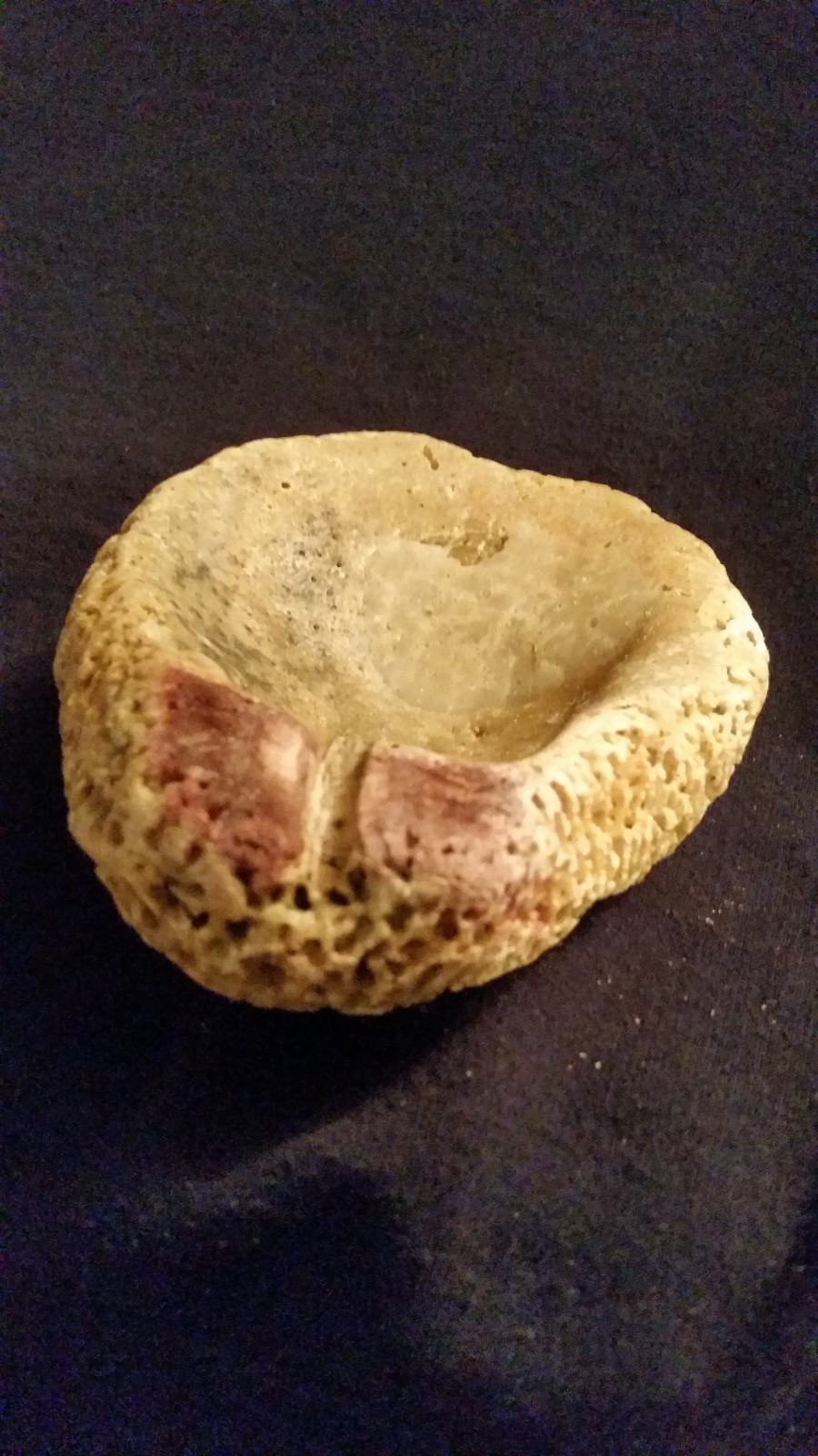 Brain Coral Fossil (Maritime) Specimen