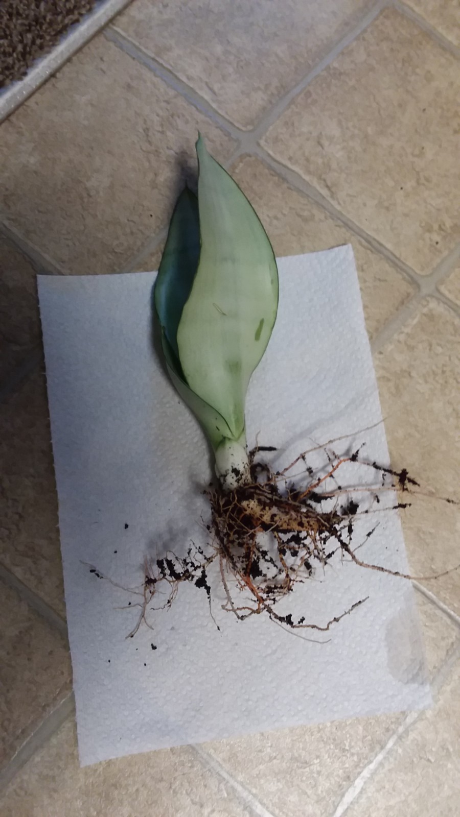 **RARE, Gorgeous & HEALTHY Moonshine 