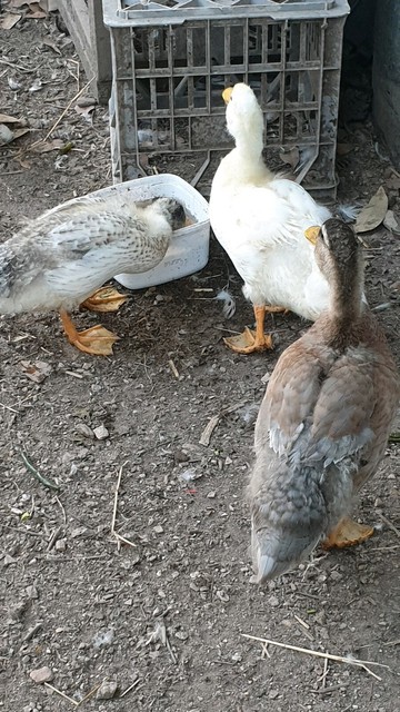 Ducks for sale . Call duck x indian runner | Livestock | Gumtree