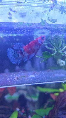 Artikelfoto(s) von einem verifizierten Käufer