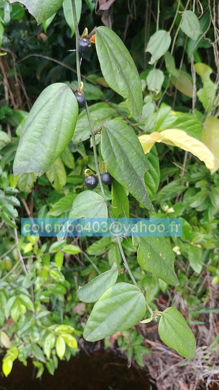 10 Fresh Seeds Of Passiflora Auriculata - Rare Tropical Fruit