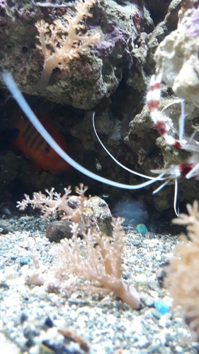 Kenya Tree Coral - 1-2