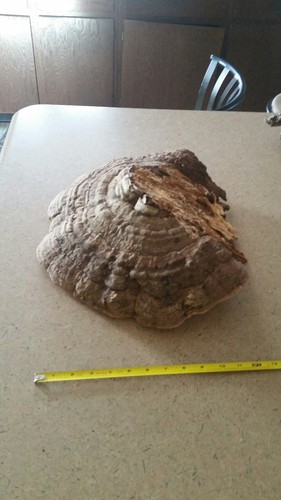 Large 16